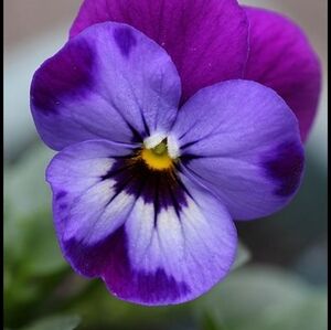 Viola Mixed Color Seeds X25 For Your Garden